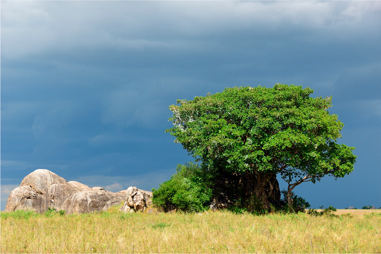 Serengeti National Park Scenery Tanzania Africa Home Decor Premium Quality Poster Print Choose Your Sizes