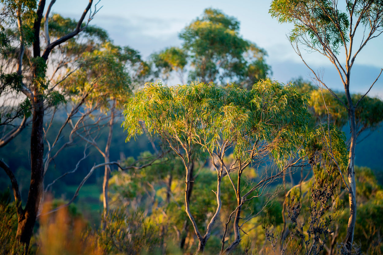 Australian Gum Tree Forest Sunset Wall Art Decor 100% Australian Made