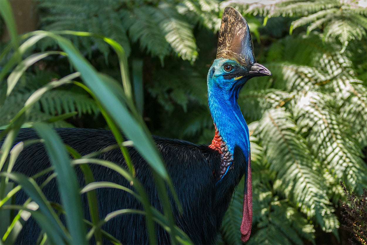 Daintree Rainforest Queensland Cassowary Wildlife Wall Art Decor 100% Australian Made