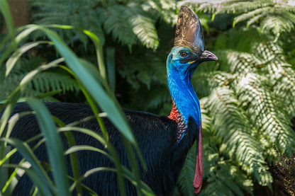Daintree Rainforest Queensland Cassowary Wildlife Wall Art Decor 100% Australian Made