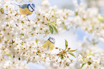 Pastel Toned Blue Tit Birds in Blossom Springtime Nature Wall Art Decor 100% Australian Made