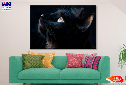 Black Cat with A Yellow Eye Staring Up Wall Art Decor 100% Australian Made - Bella Home Decor