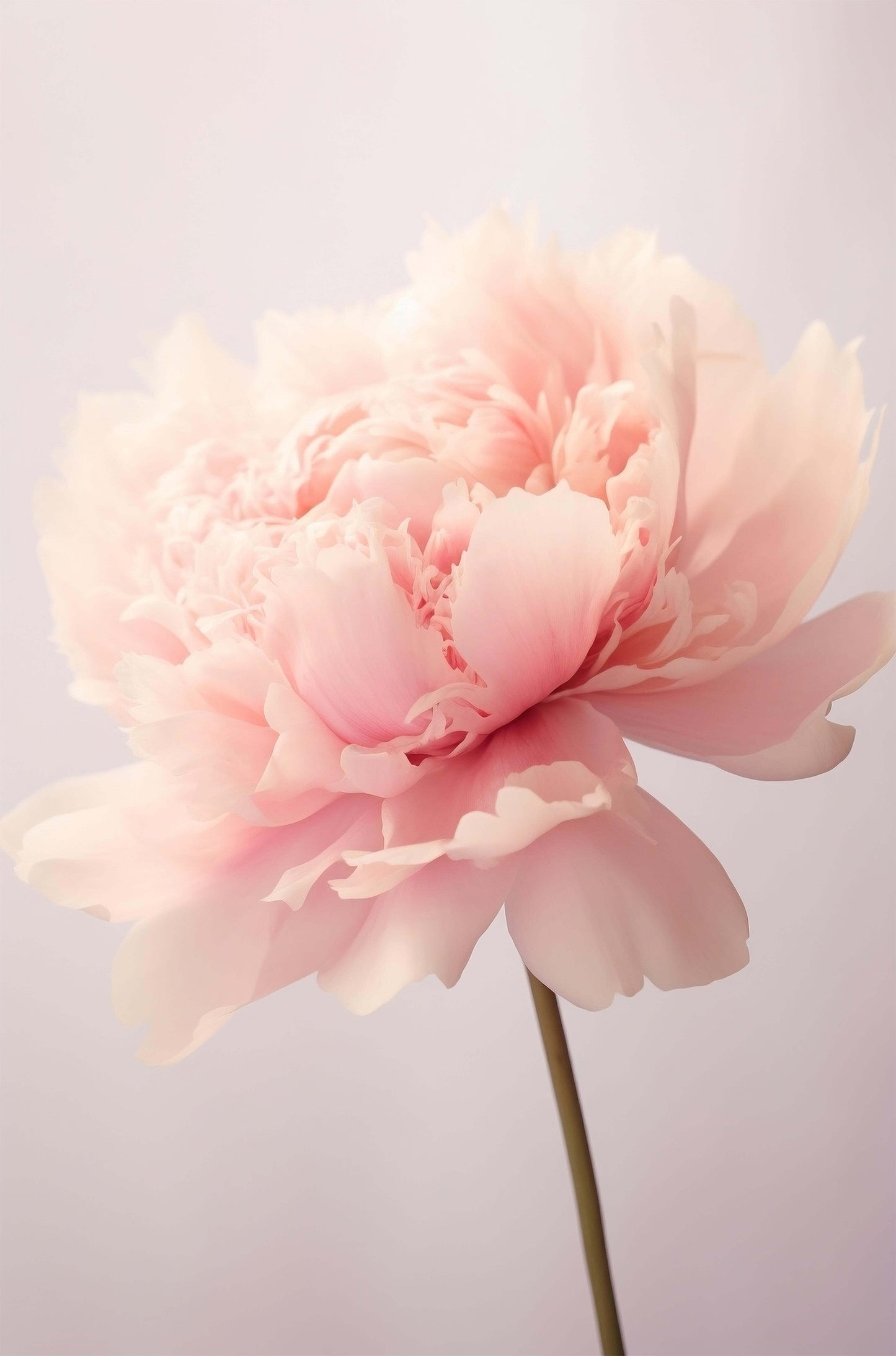 Soft Pink Peony Flower Bloom Floral 40x60cm Metal Print Ready to Hang