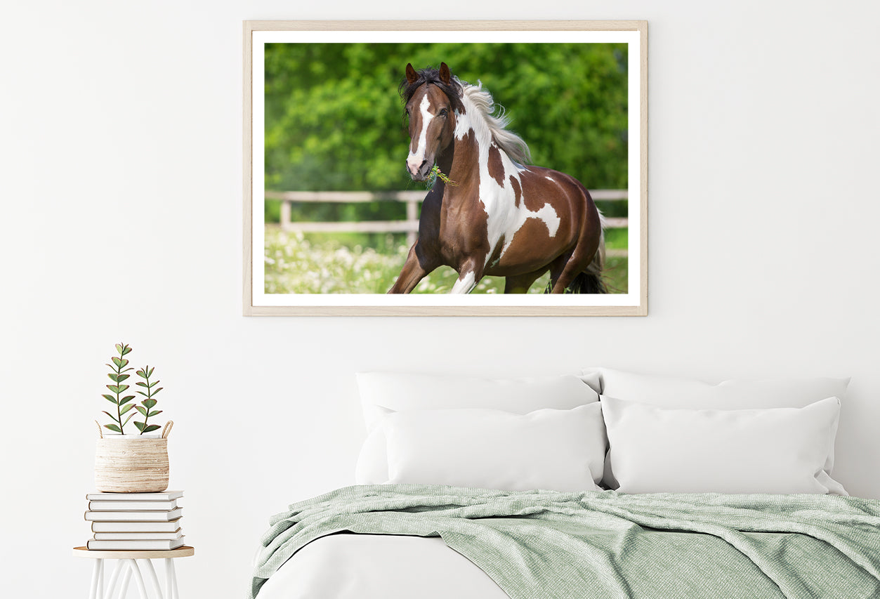 Brown And White Stallion Running Home Decor Premium Quality Poster Print Choose Your Sizes