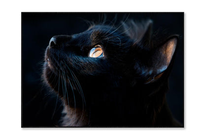 Black Cat with A Yellow Eye Staring Up Home Decor Premium Quality Poster Print Choose Your Sizes