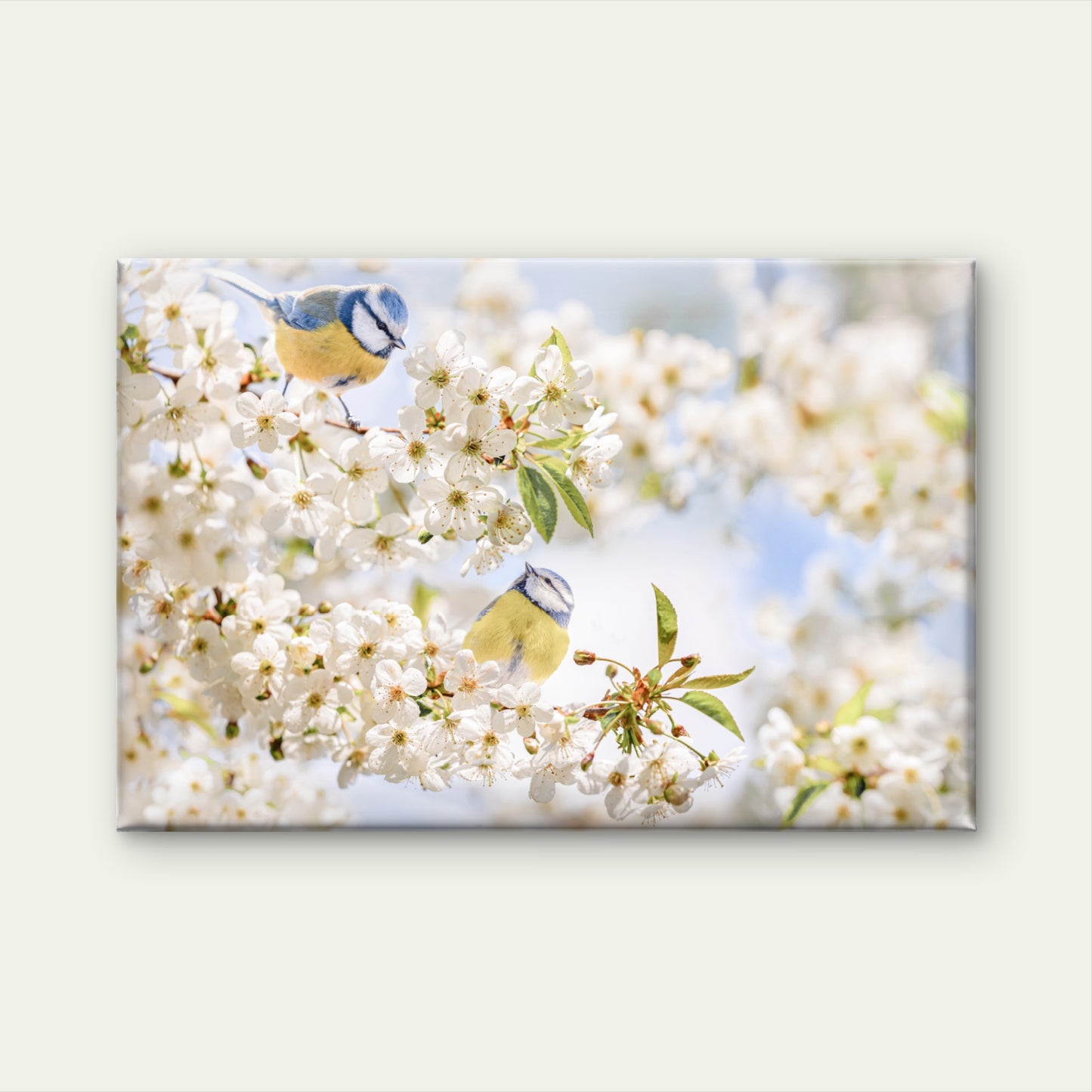 Pastel Toned Blue Tit Birds in Blossom Springtime Nature Wall Art Decor 100% Australian Made