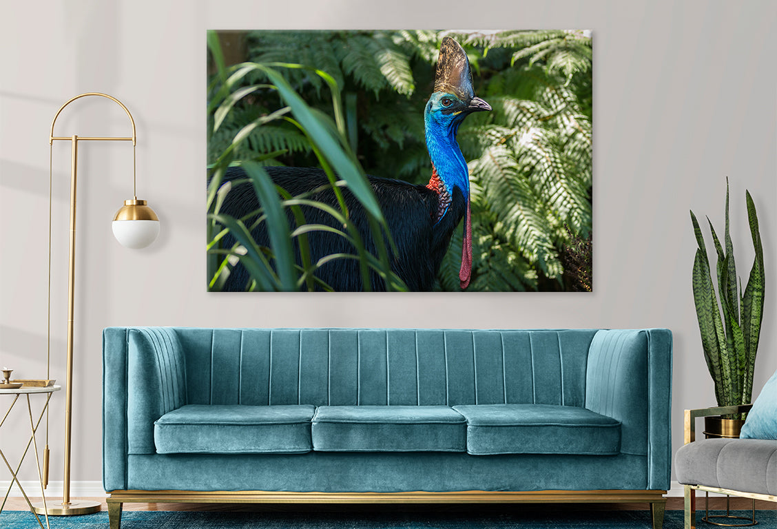 Daintree Rainforest Queensland Cassowary Wildlife Wall Art Decor 100% Australian Made