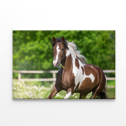 Brown And White Stallion Running Print 100% Australian Made