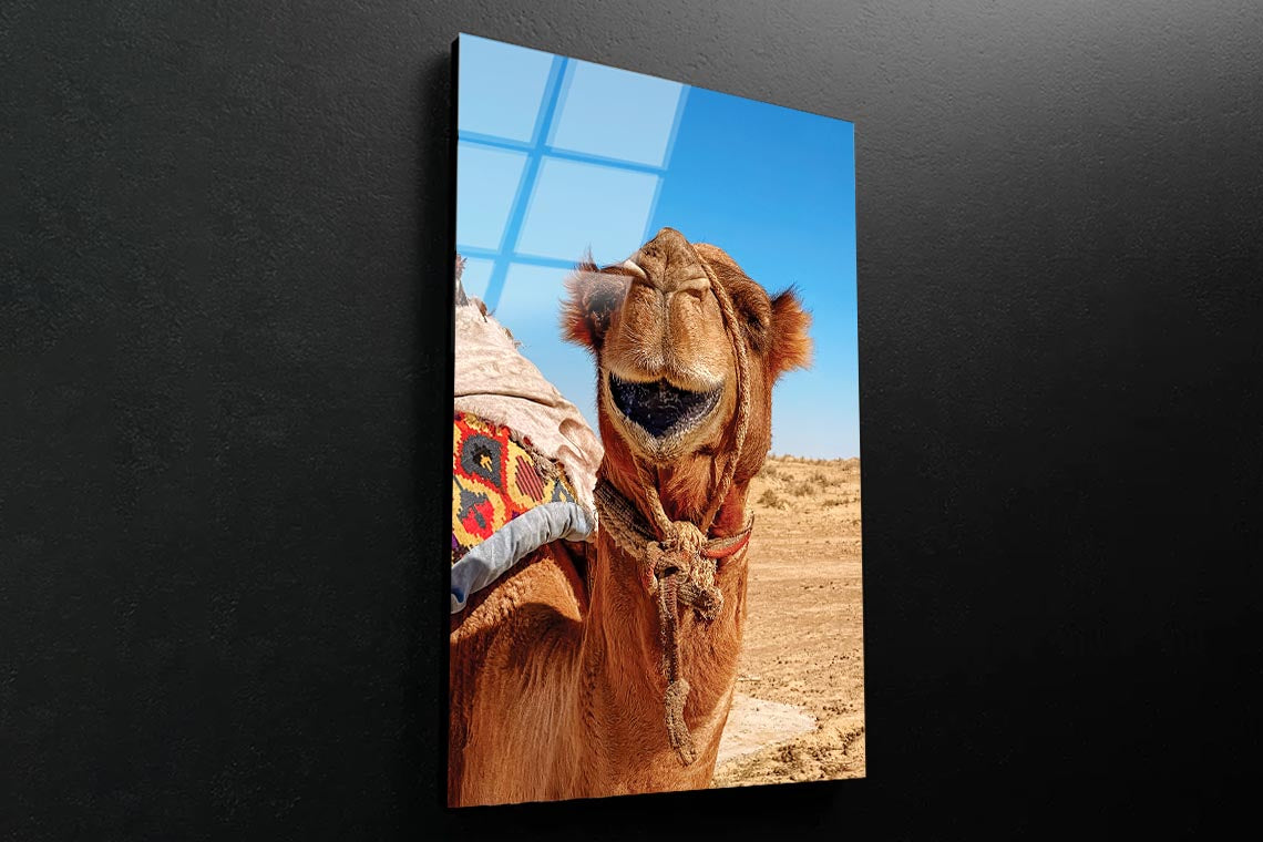 Close-Up Of a Dromedary Camel in The Desert Portrait Photograph Acrylic Glass Print Tempered Glass Wall Art 100% Made in Australia Ready to Hang