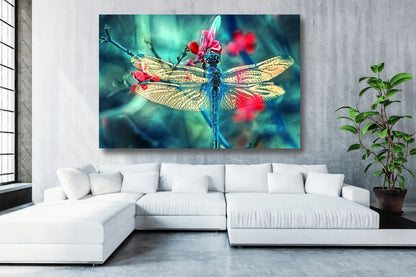 Dragonfly Closeup Acrylic Glass Print Tempered Glass Wall Art 100% Made in Australia Ready to Hang