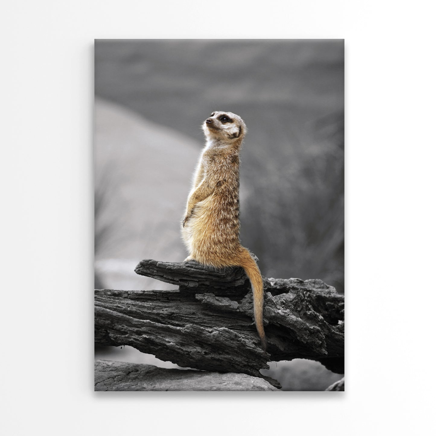 Meerkat Standing Guard Taronga Zoo Sydney Wall Art Decor 100% Australian Made