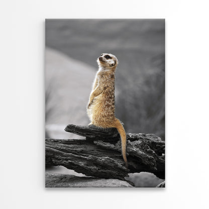Meerkat Standing Guard Taronga Zoo Sydney Wall Art Decor 100% Australian Made
