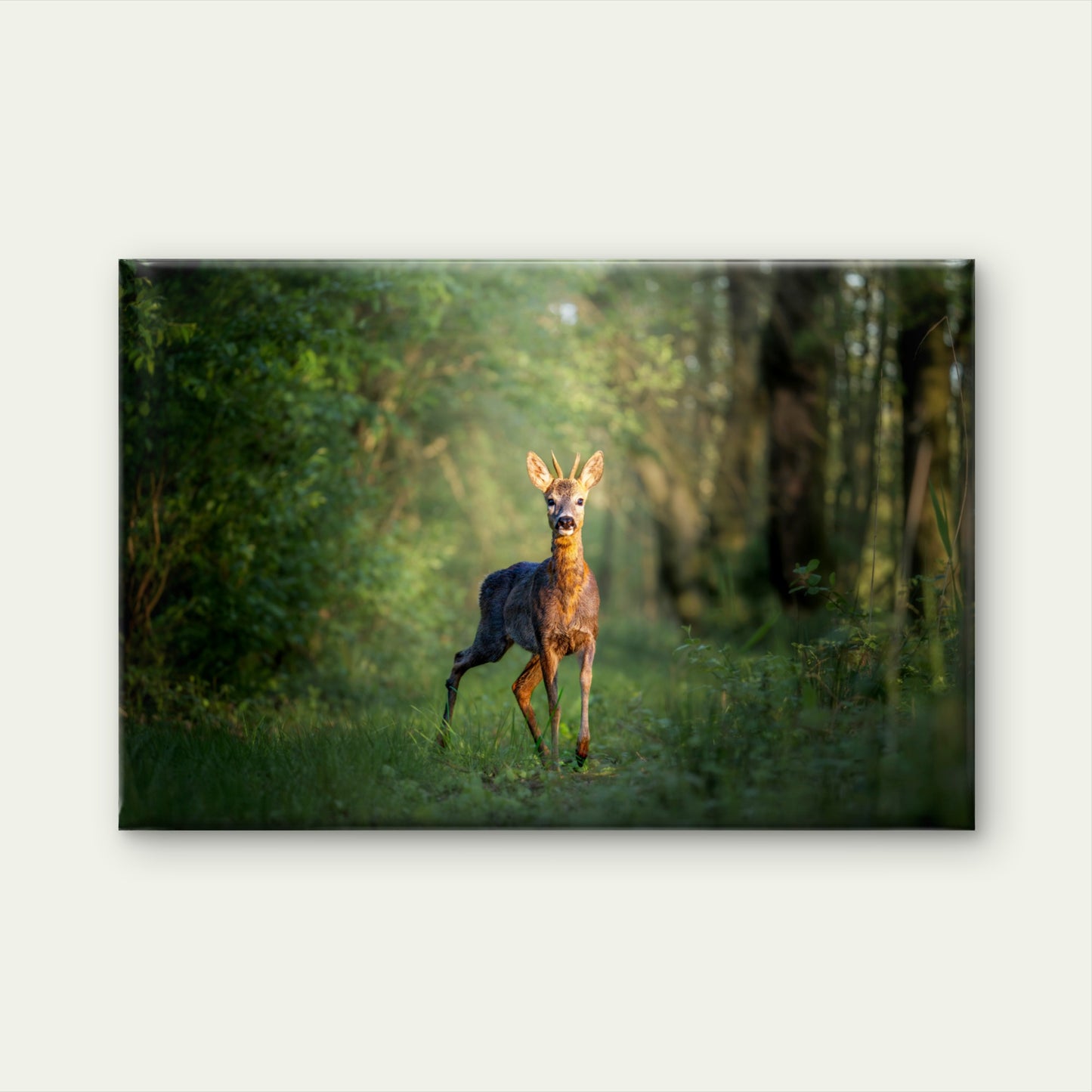 Young European Roe Deer Buck in Woodland Wall Art Decor 100% Australian Made