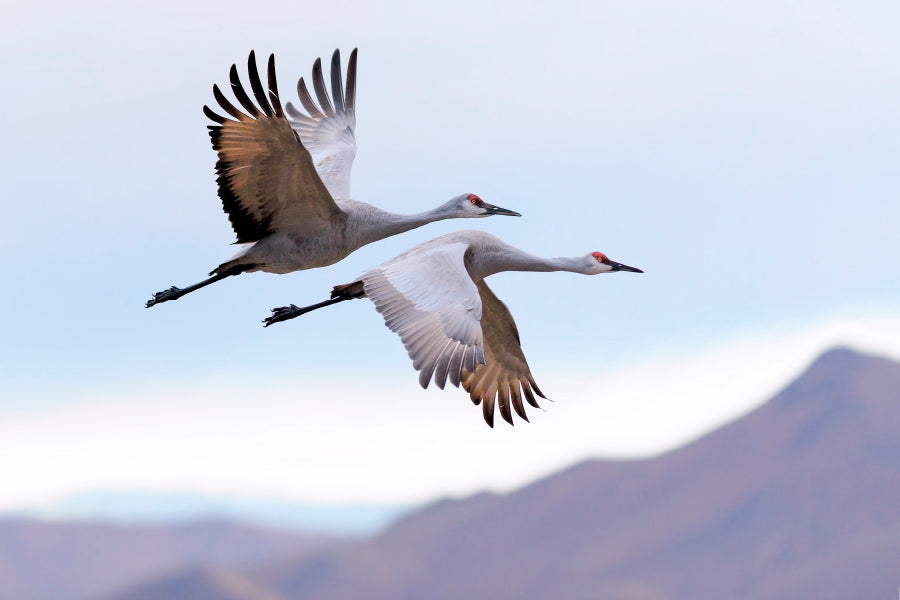 Flying Cranes Mountain Sky View Acrylic Glass Print Tempered Glass Wall Art 100% Made in Australia Ready to Hang