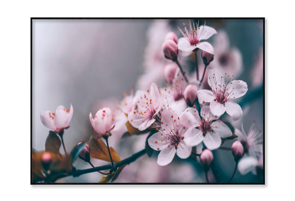 Macro Cherry Blossom Tree Branch Home Decor Premium Quality Poster Print Choose Your Sizes