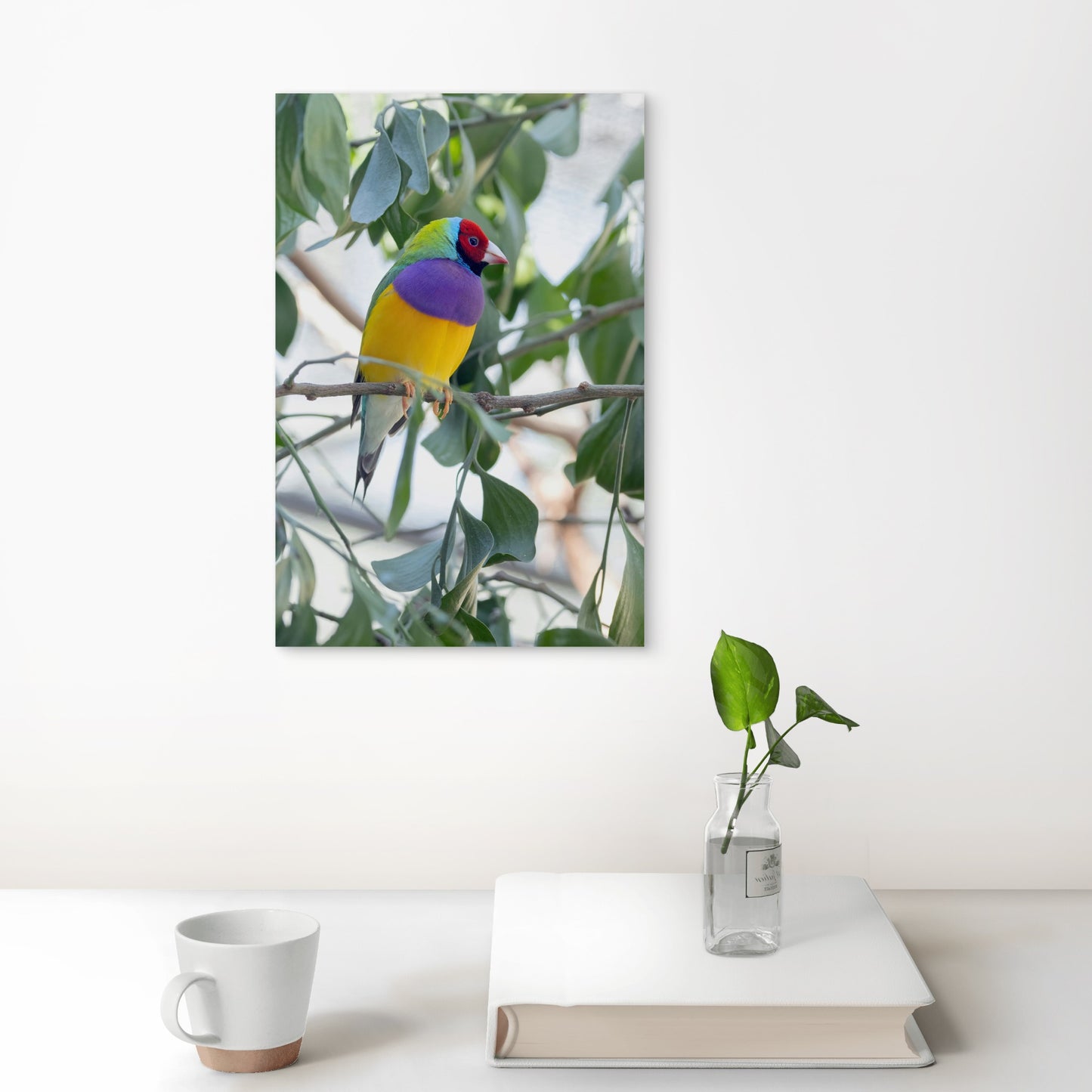 Australian Male Gouldian Finch 60x90cm Metal Print Ready to Hang
