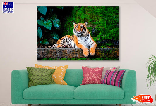 Beautiful Bengal Tiger with Lush Green Habitat Background Wall Art Decor 100% Australian Made