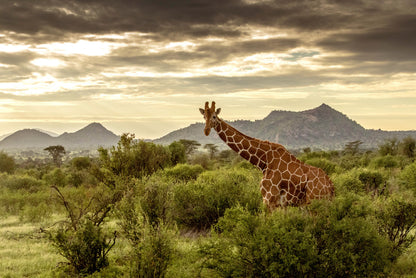 Giraffe Walking Through the Grasslands in Kenya Home Decor Premium Quality Poster Print Choose Your Sizes - Bella Home Decor