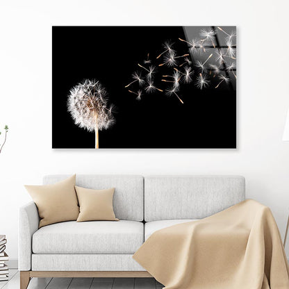 Dandelion On Black Background Acrylic Glass Print Tempered Glass Wall Art 100% Made in Australia Ready to Hang