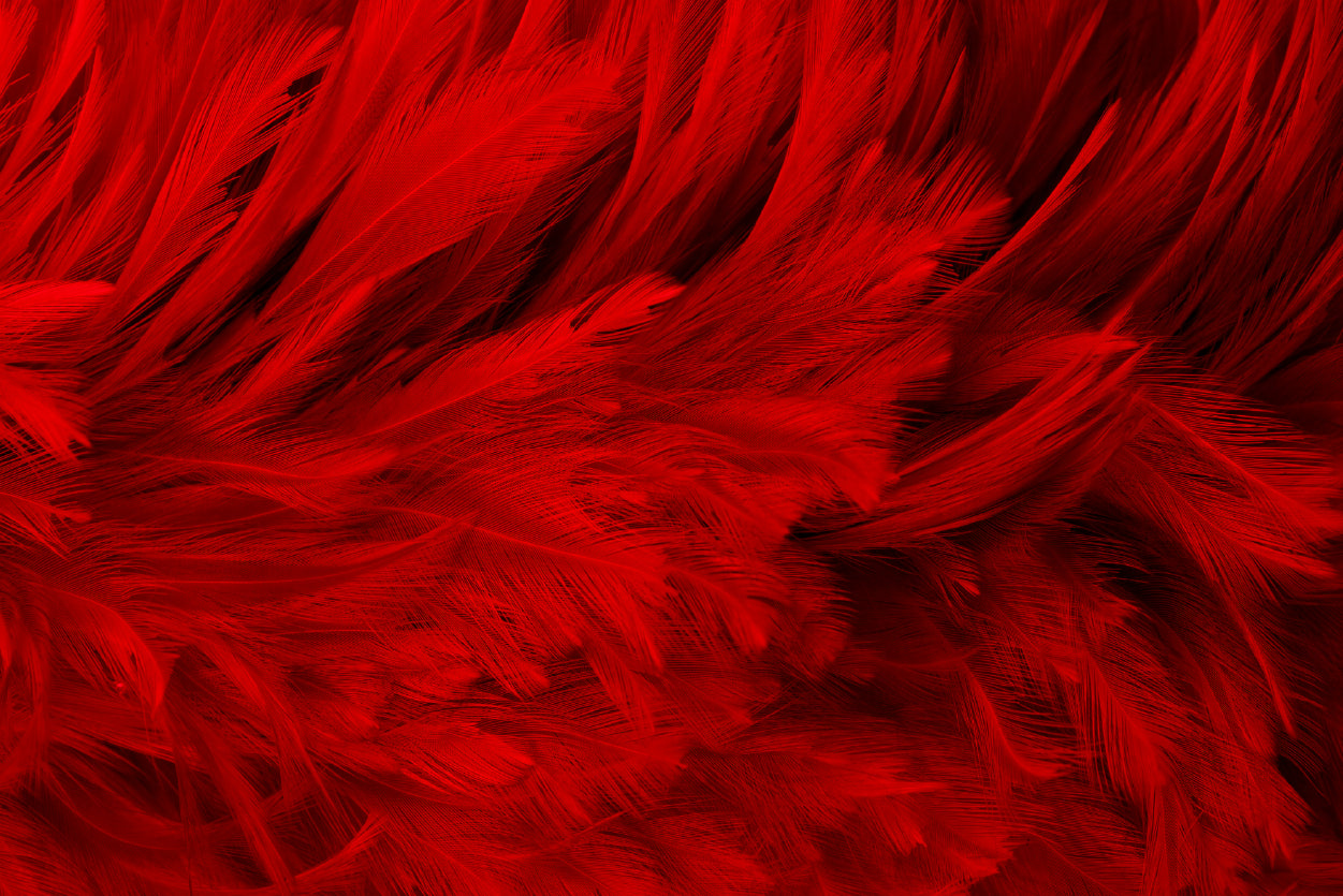 Dark Red Feathers in Close-Up Print 100% Australian Made - Bella Home Decor