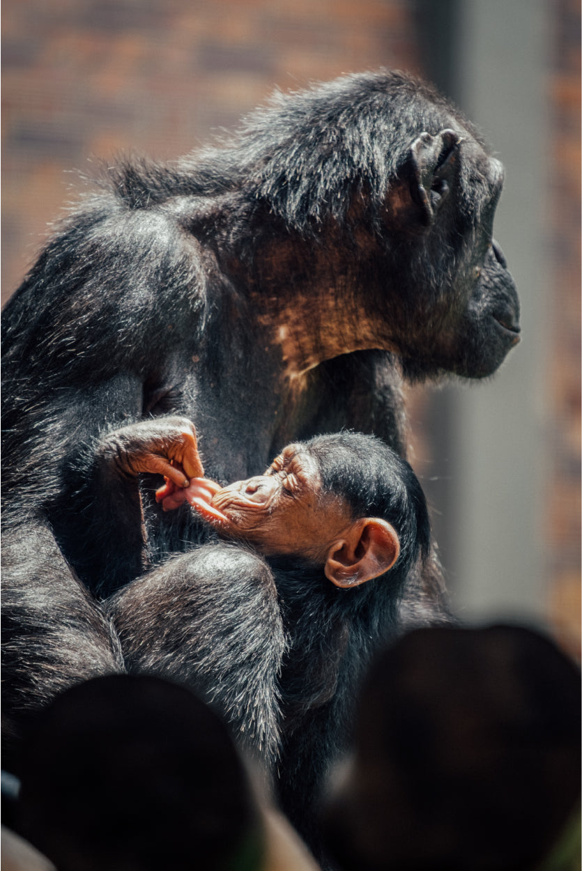 Chimpanzee Mother and Baby Taronga Zoo Sydney Wall Art Decor 100% Australian Made