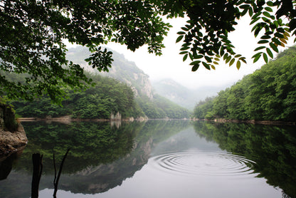 Lake in the Forest Surrounded By Trees Home Decor Premium Quality Poster Print Choose Your Sizes