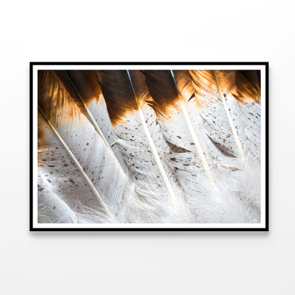 Bunch of White and Brown Feathers Home Decor Premium Quality Poster Print Choose Your Sizes