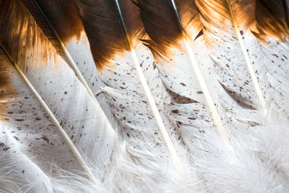 Bunch of White and Brown Feathers Print 100% Australian Made - Bella Home Decor