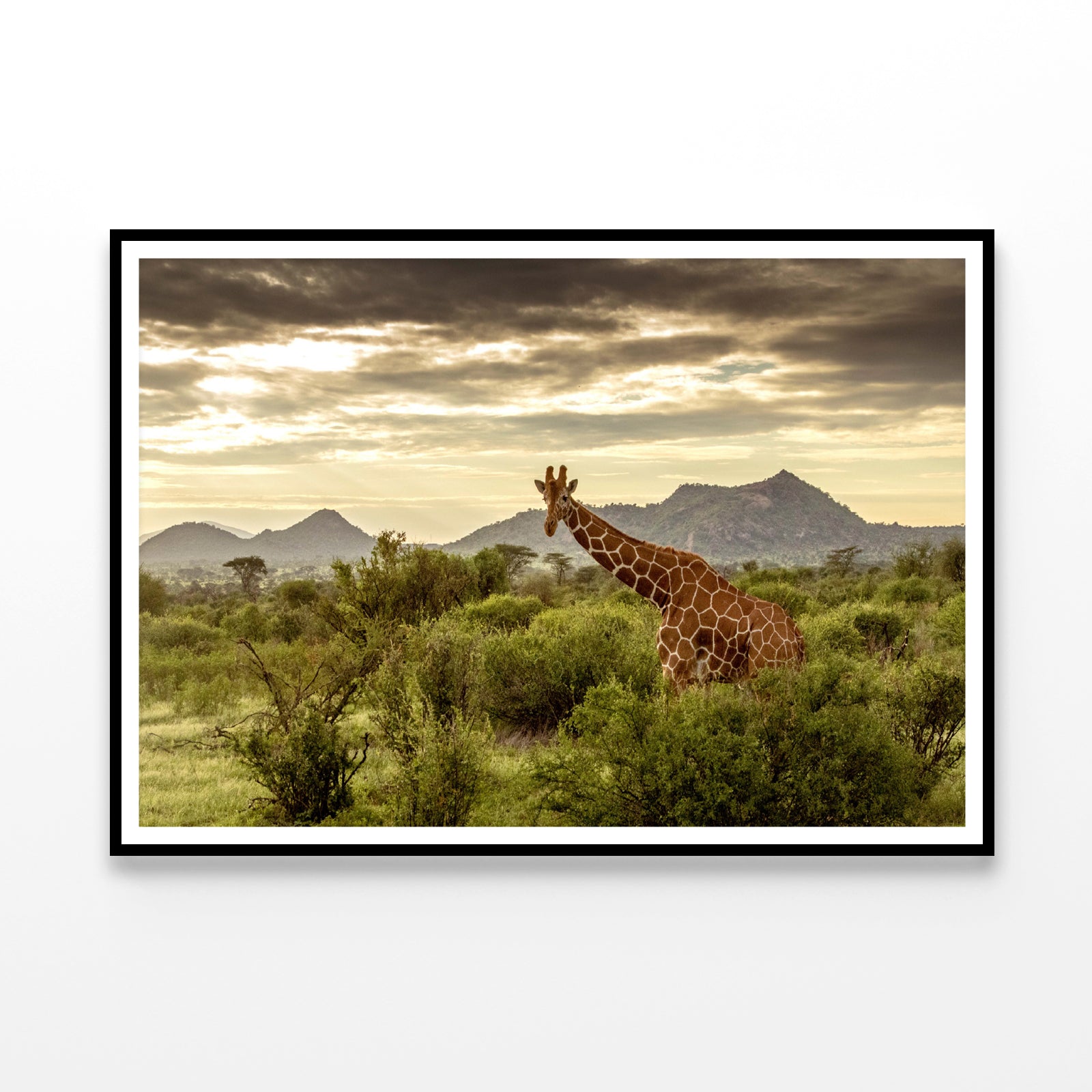 Giraffe Walking Through the Grasslands in Kenya Home Decor Premium Quality Poster Print Choose Your Sizes - Bella Home Decor