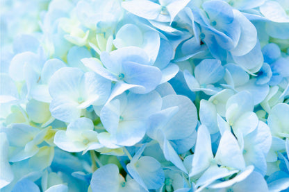 Soft Blue Hydrangea Close-Up Wall Art Decor 100% Australian Made