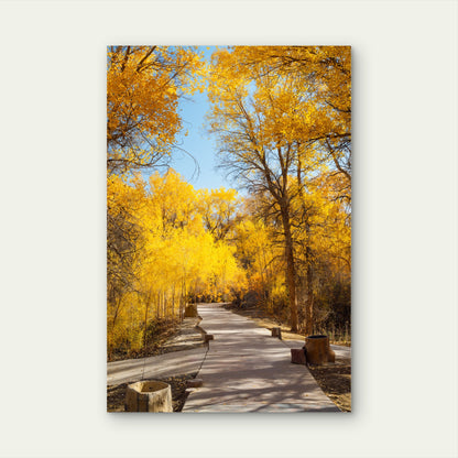 Golden Autumn Forest Path China 40x60cm Metal Print Ready to Hang