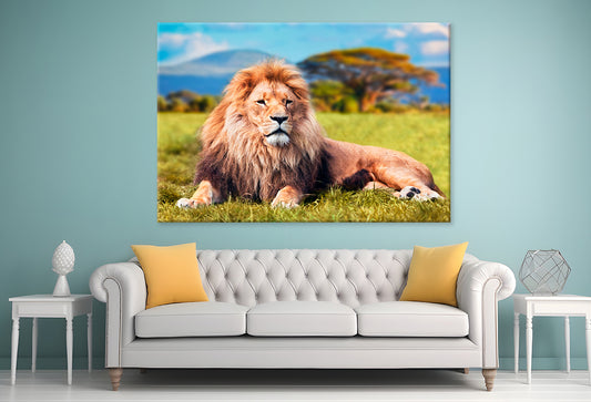 Lion Lying Savannah Grass Wall Art Decor 100% Australian Made