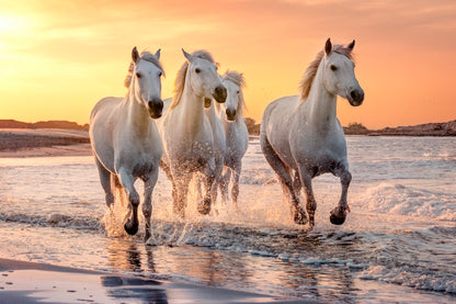 White Horses Running Through the Water at Sunset Acrylic Glass Print Tempered Glass Wall Art 100% Made in Australia Ready to Hang - Bella Home Decor