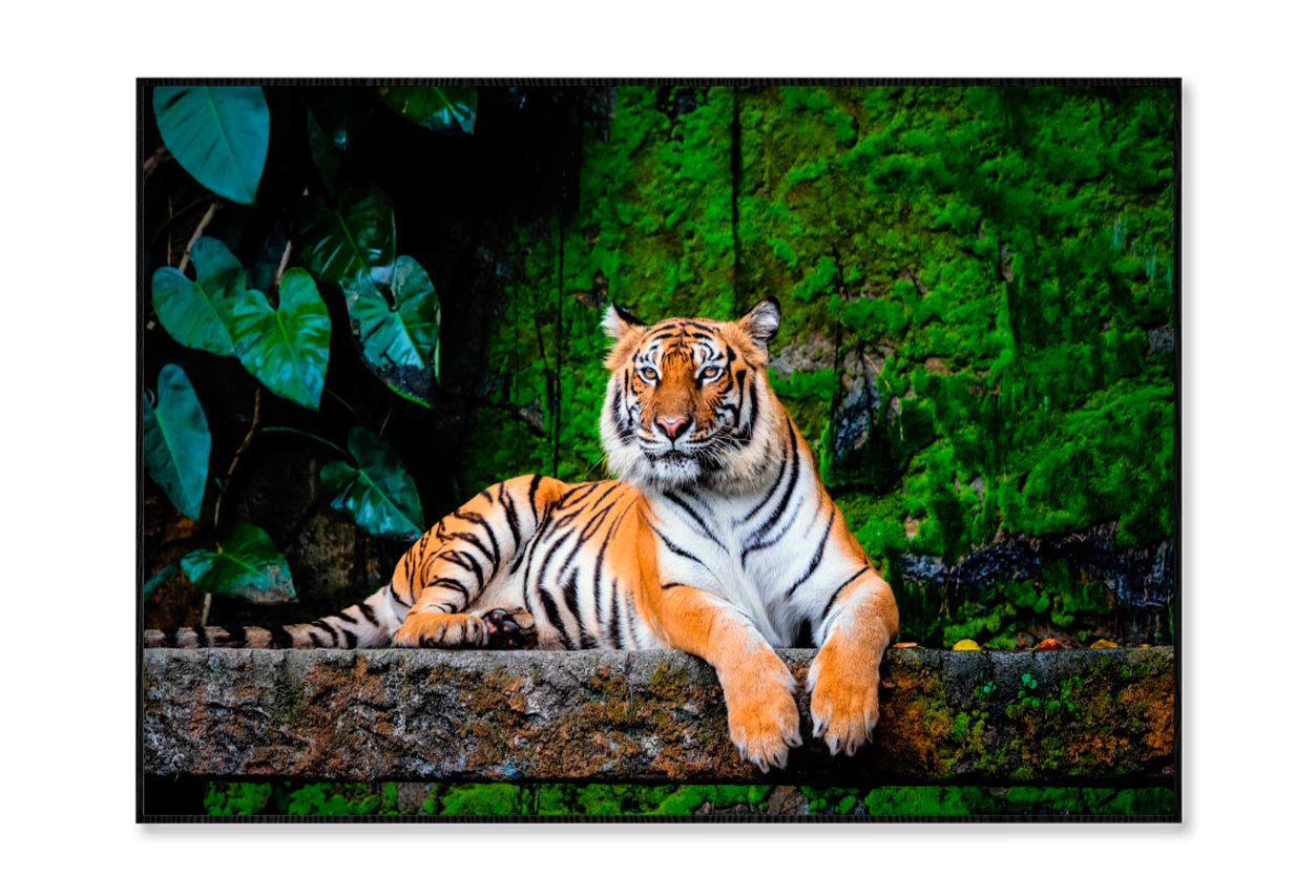 Beautiful Bengal Tiger with Lush Green Habitat Background Home Decor Premium Quality Poster Print Choose Your Sizes