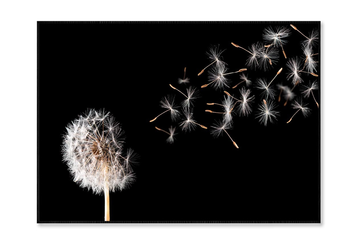 Dandelion On Black Background Home Decor Premium Quality Poster Print Choose Your Sizes