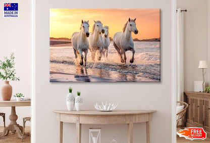 White Horses Running Through the Water at Sunset Wall Art Decor 100% Australian Made