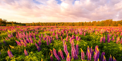 Iceland Lupine Field Sunset Wall Art Canvas Office Home Room Framed 120x60cm