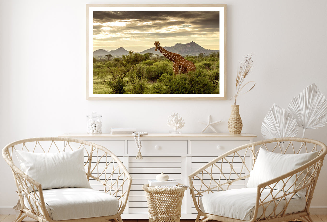 Giraffe Walking Through the Grasslands in Kenya Home Decor Premium Quality Poster Print Choose Your Sizes - Bella Home Decor