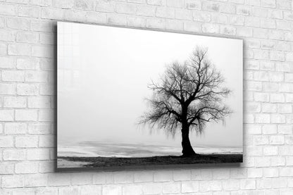 Alone Tree B&W View UV Direct Aluminum Print Australian Made Quality