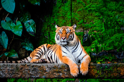 Beautiful Bengal Tiger with Lush Green Habitat Background Wall Art Decor 100% Australian Made - Bella Home Decor