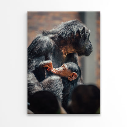 Chimpanzee Mother and Baby Taronga Zoo Sydney Wall Art Decor 100% Australian Made