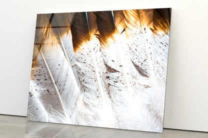 Bunch of White and Brown Feathers Acrylic Glass Print Tempered Glass Wall Art 100% Made in Australia Ready to Hang - Bella Home Decor