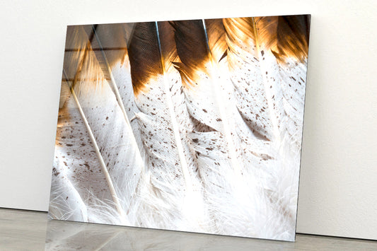 Bunch of White and Brown Feathers Acrylic Glass Print Tempered Glass Wall Art 100% Made in Australia Ready to Hang - Bella Home Decor