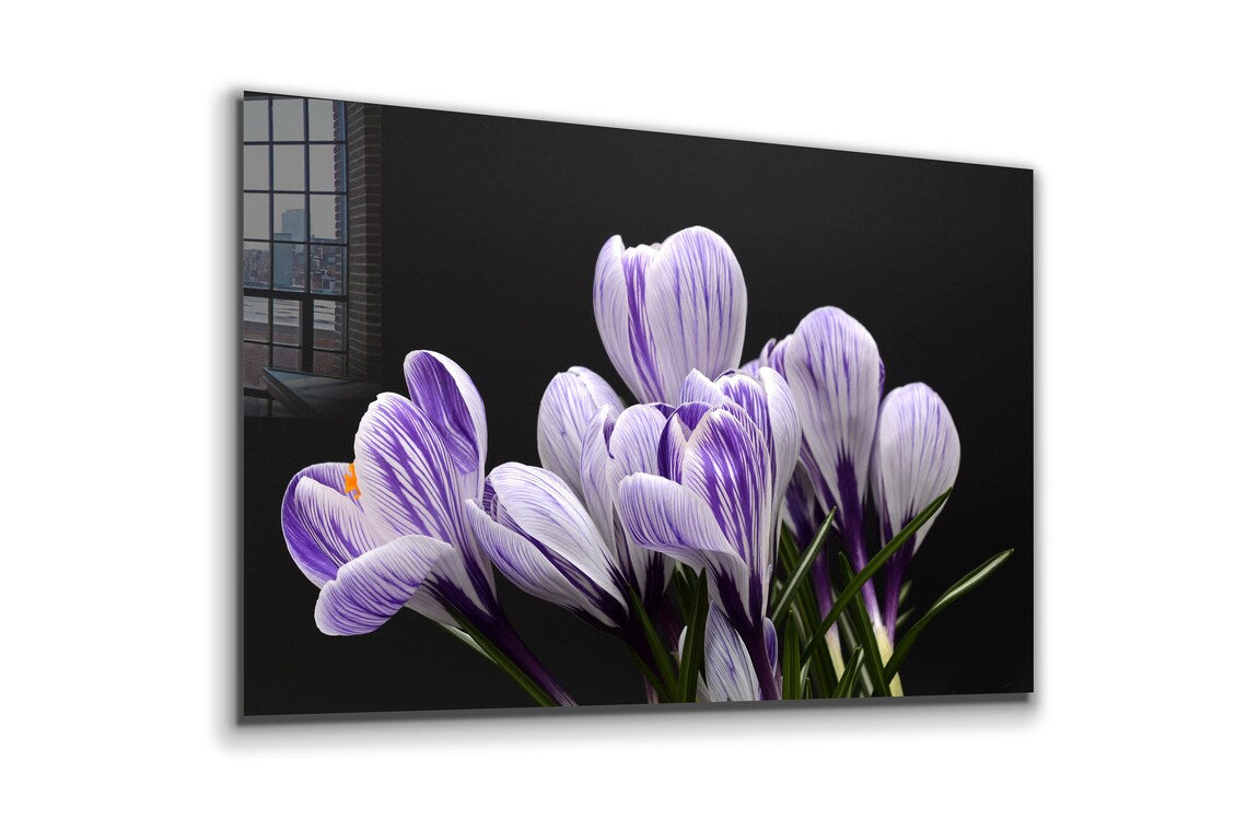 Crocus Violet Flowers UV Direct Aluminum Print Australian Made Quality