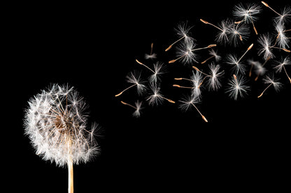 Dandelion On Black Background Wall Art Decor 100% Australian Made