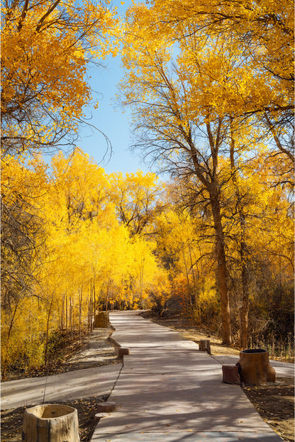 Golden Autumn Forest Path China 60x90cm Metal Print Ready to Hang