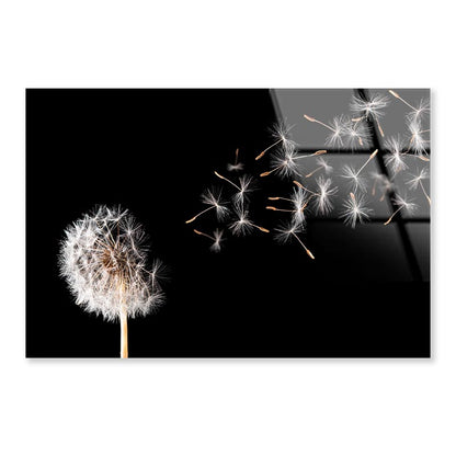 Dandelion On Black Background Acrylic Glass Print Tempered Glass Wall Art 100% Made in Australia Ready to Hang