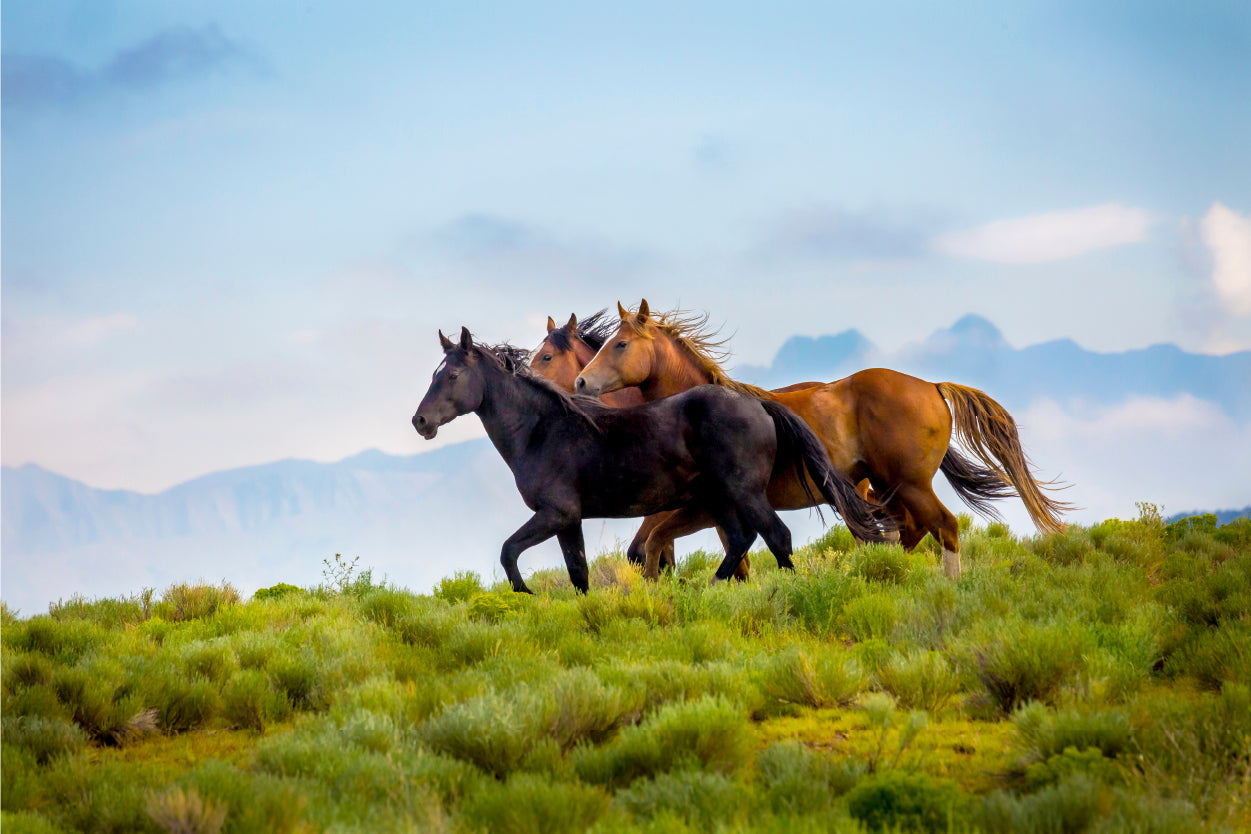 Wild American Mustang Horses on High Ridge Wall Art Decor 100% Australian Made