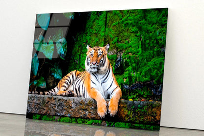 Beautiful Bengal Tiger with Lush Green Habitat Background Acrylic Glass Print Tempered Glass Wall Art 100% Made in Australia Ready to Hang