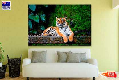 Beautiful Bengal Tiger with Lush Green Habitat Background Wall Art Decor 100% Australian Made - Bella Home Decor